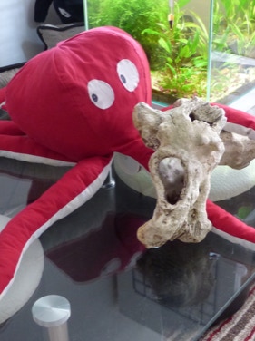 Pieuvre, aussi appelé poulpe